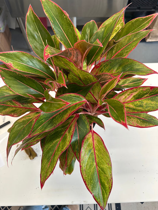 Siam Aurora Aglaonema 8in