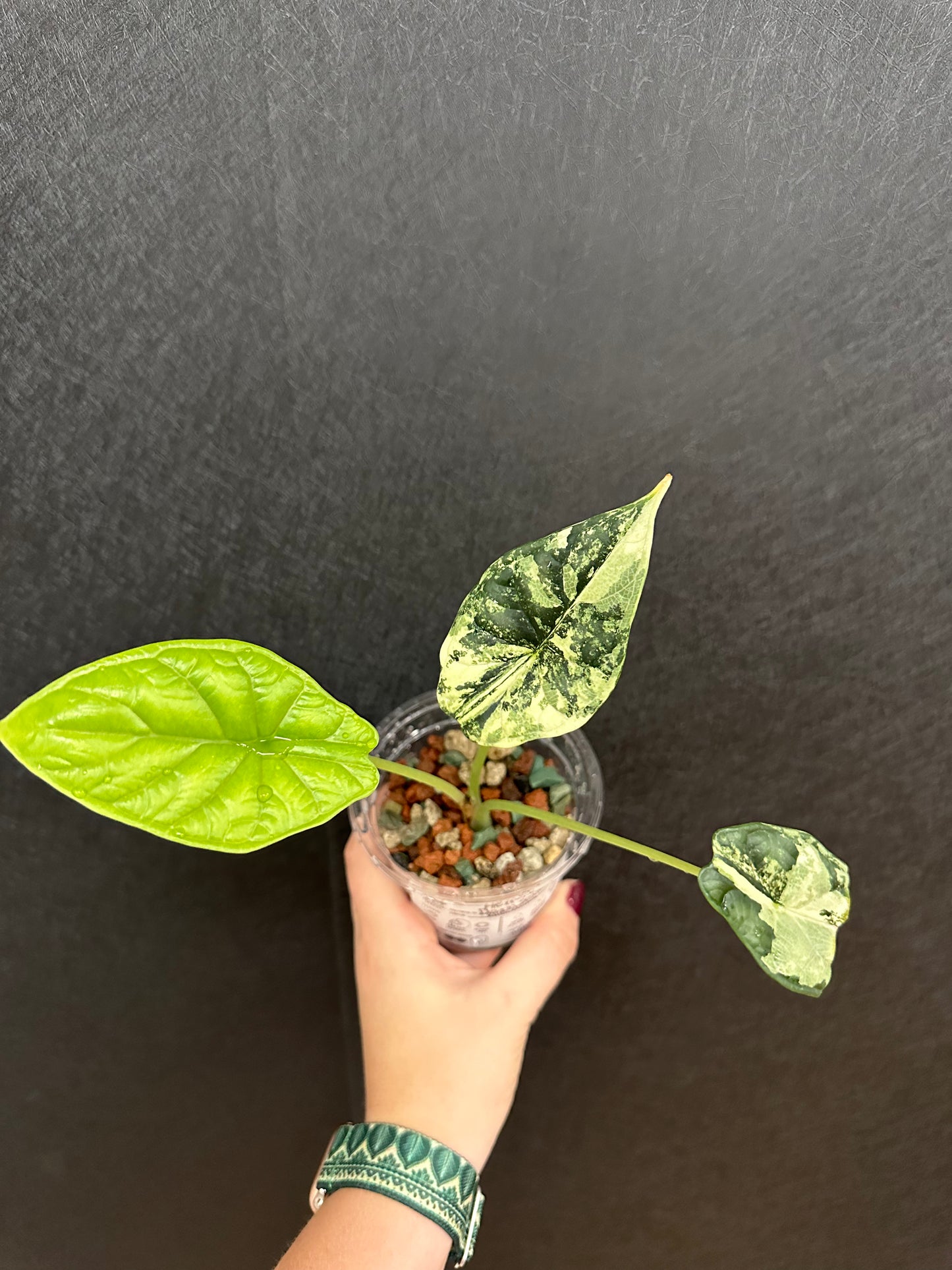 Alocasia Dragon Scale, Variegated