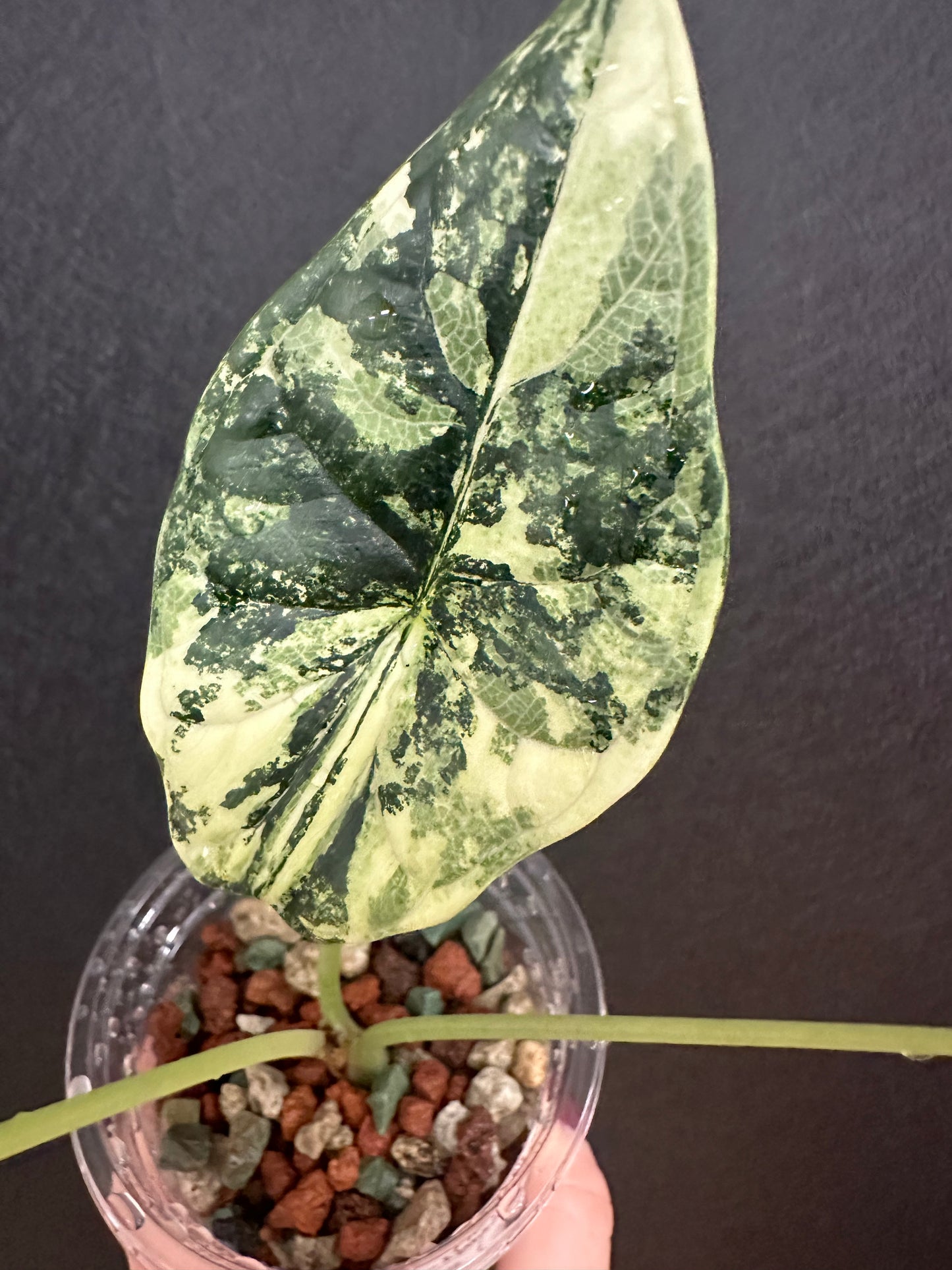 Alocasia Dragon Scale, Variegated