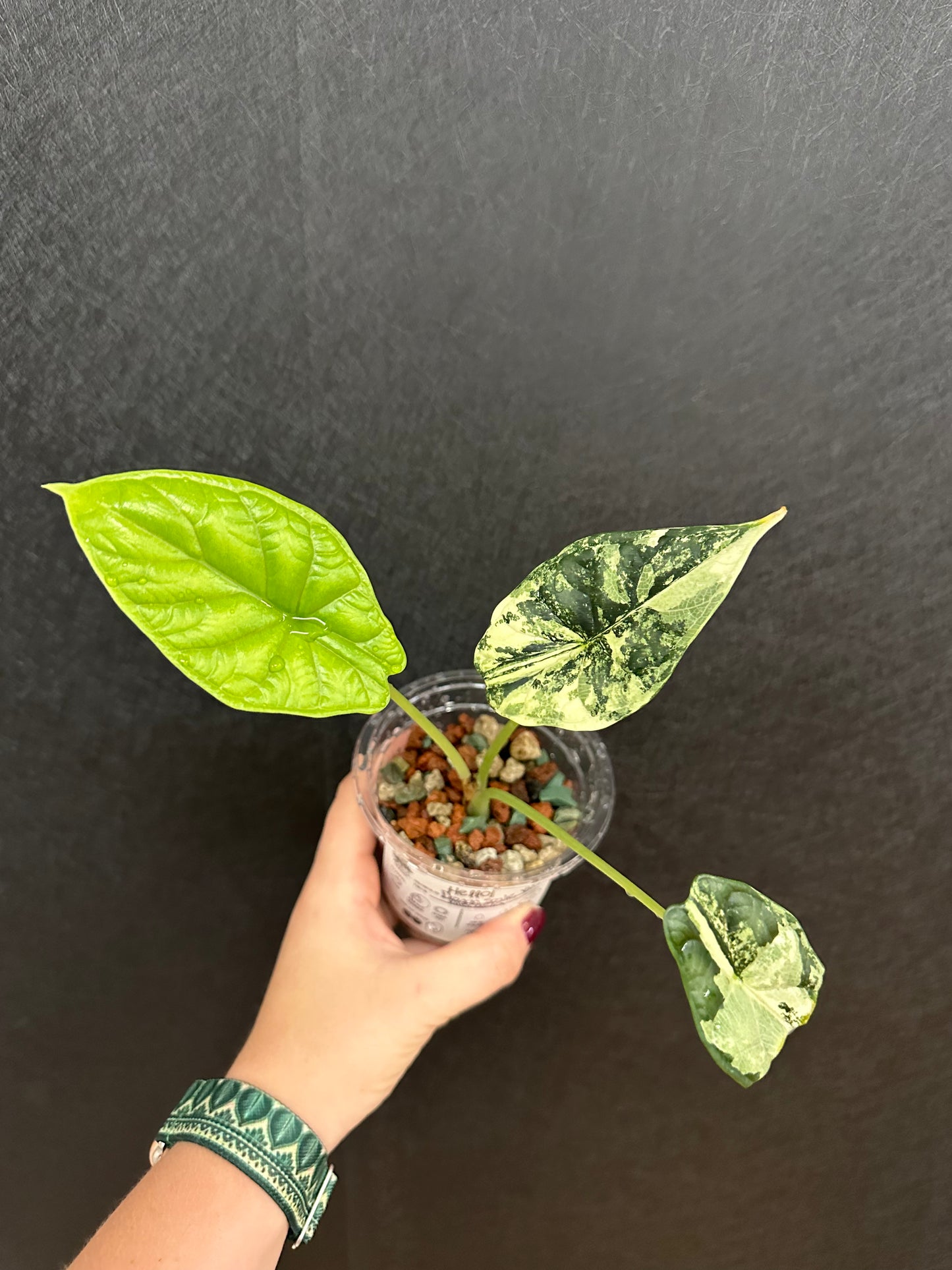 Alocasia Dragon Scale, Variegated