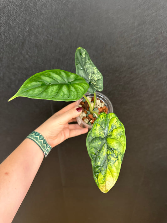 Alocasia Dragon Scale Aurea 4in