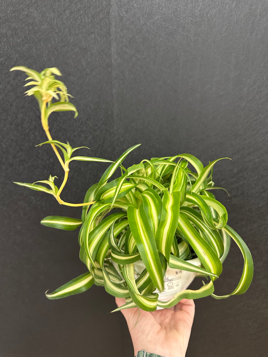 Bonnie Spider Plant 6in