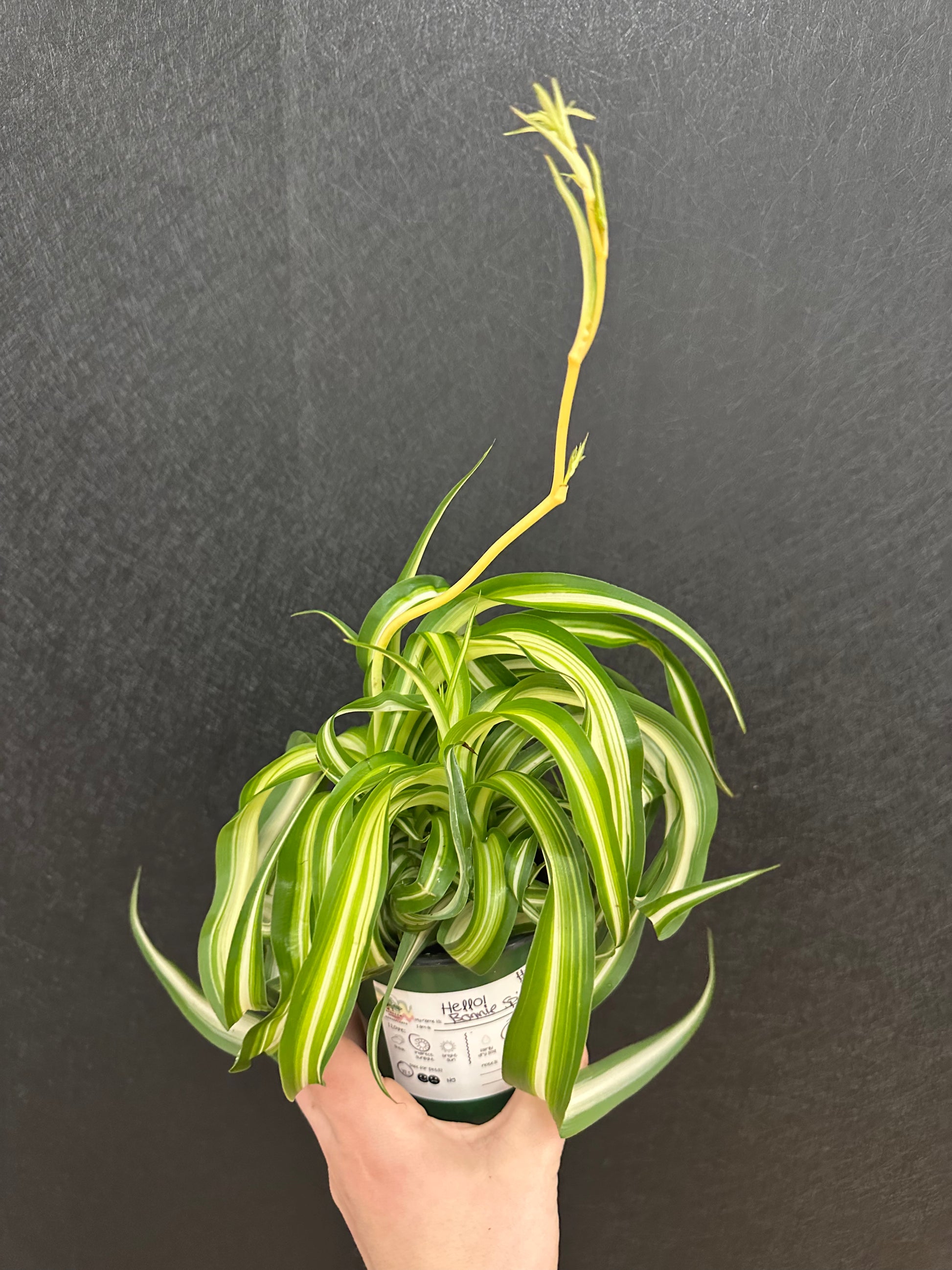 spider plant branches Bonnie Spider Plant 4in – Blossom + Branch Houseplants