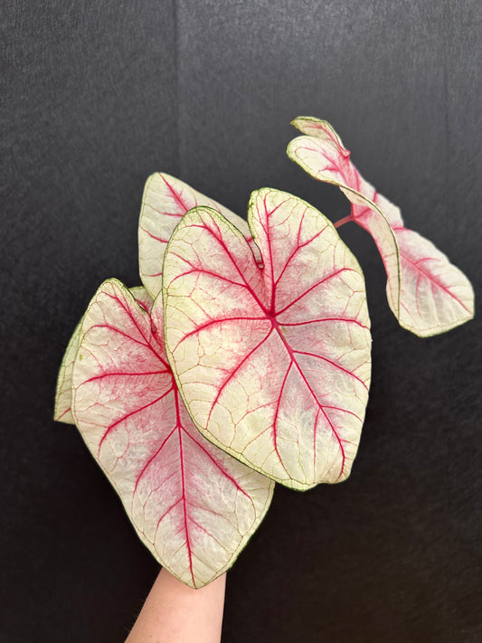 Summer Breeze Caladium 4in