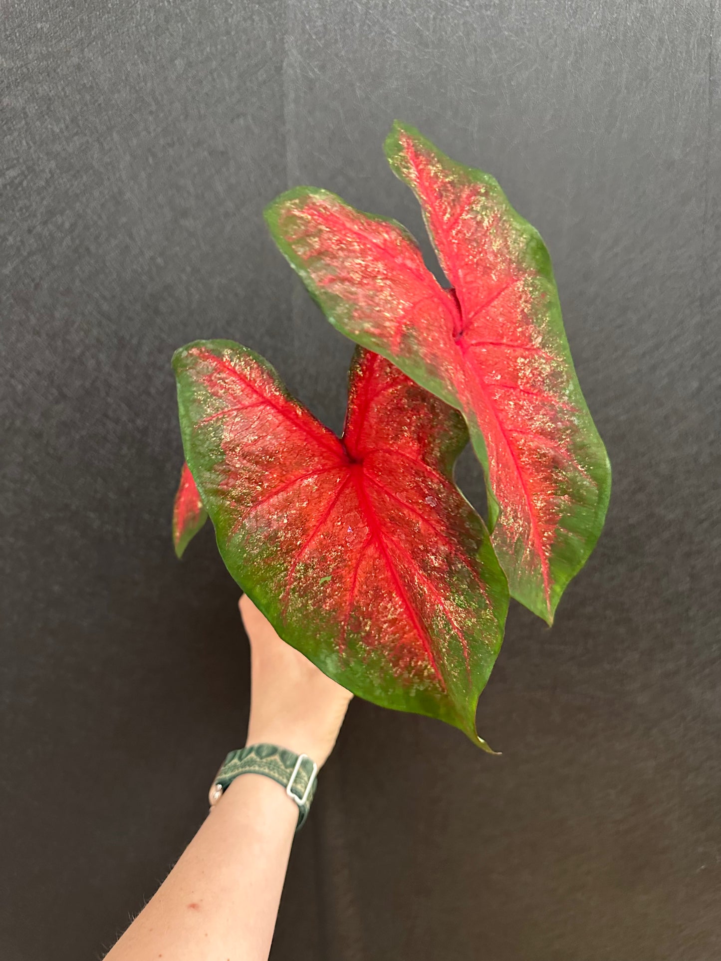 Bombshell Caladium 4in