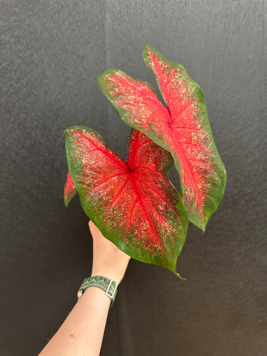 Bombshell Caladium 4in