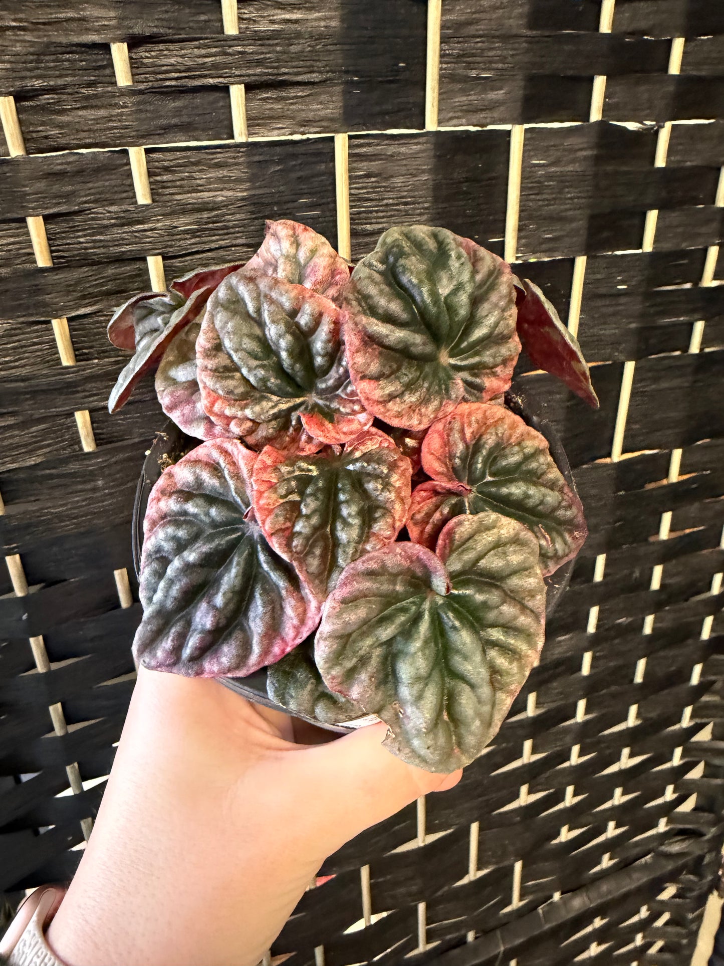 Abricos Peperomia 4in