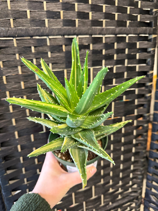 Christmas Carol Aloe 4in