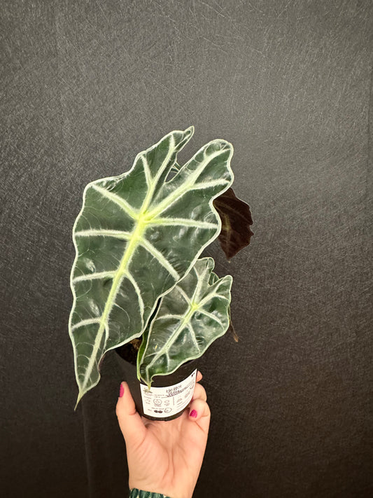 Alocasia Polly 4in