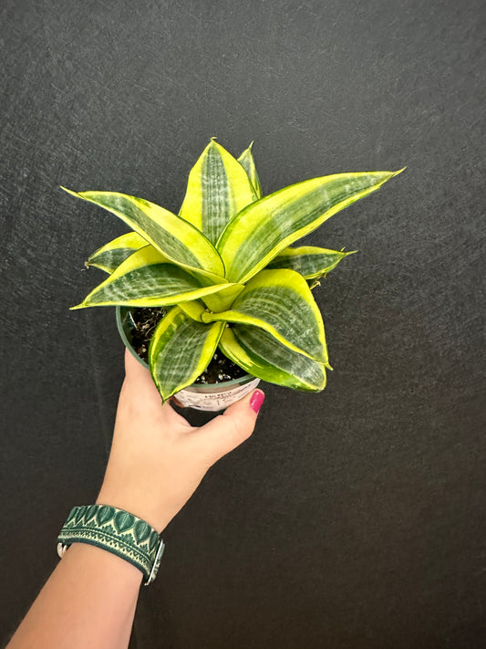 Gold Star Snake Plant 4in