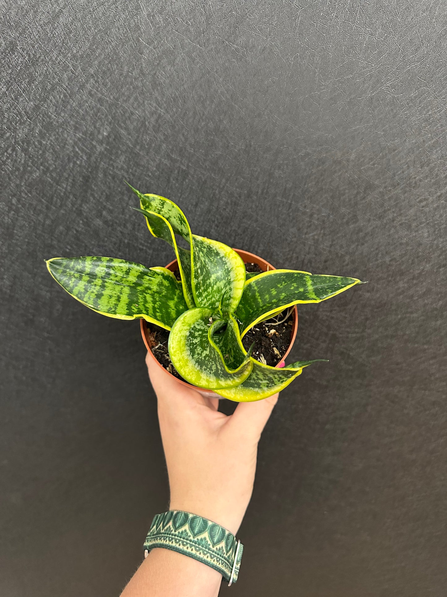 Tornado Snake Plant 4in