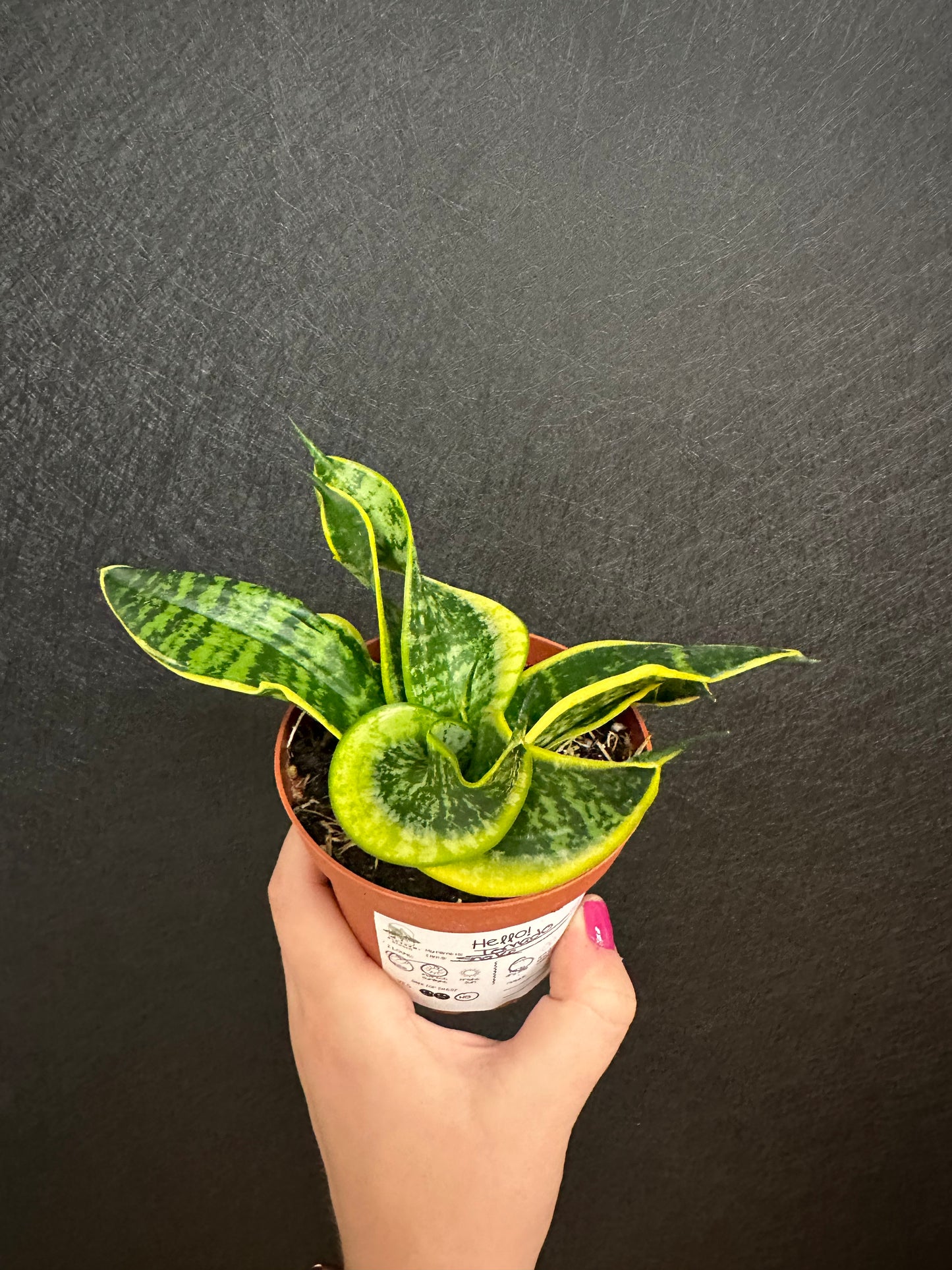 Tornado Snake Plant 4in