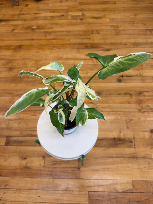 Starlight Syngonium 4in