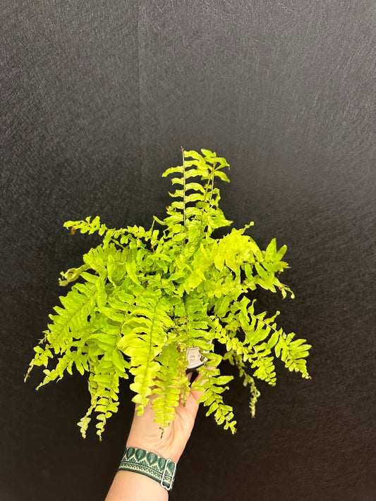 Golden Boston Fern 4in