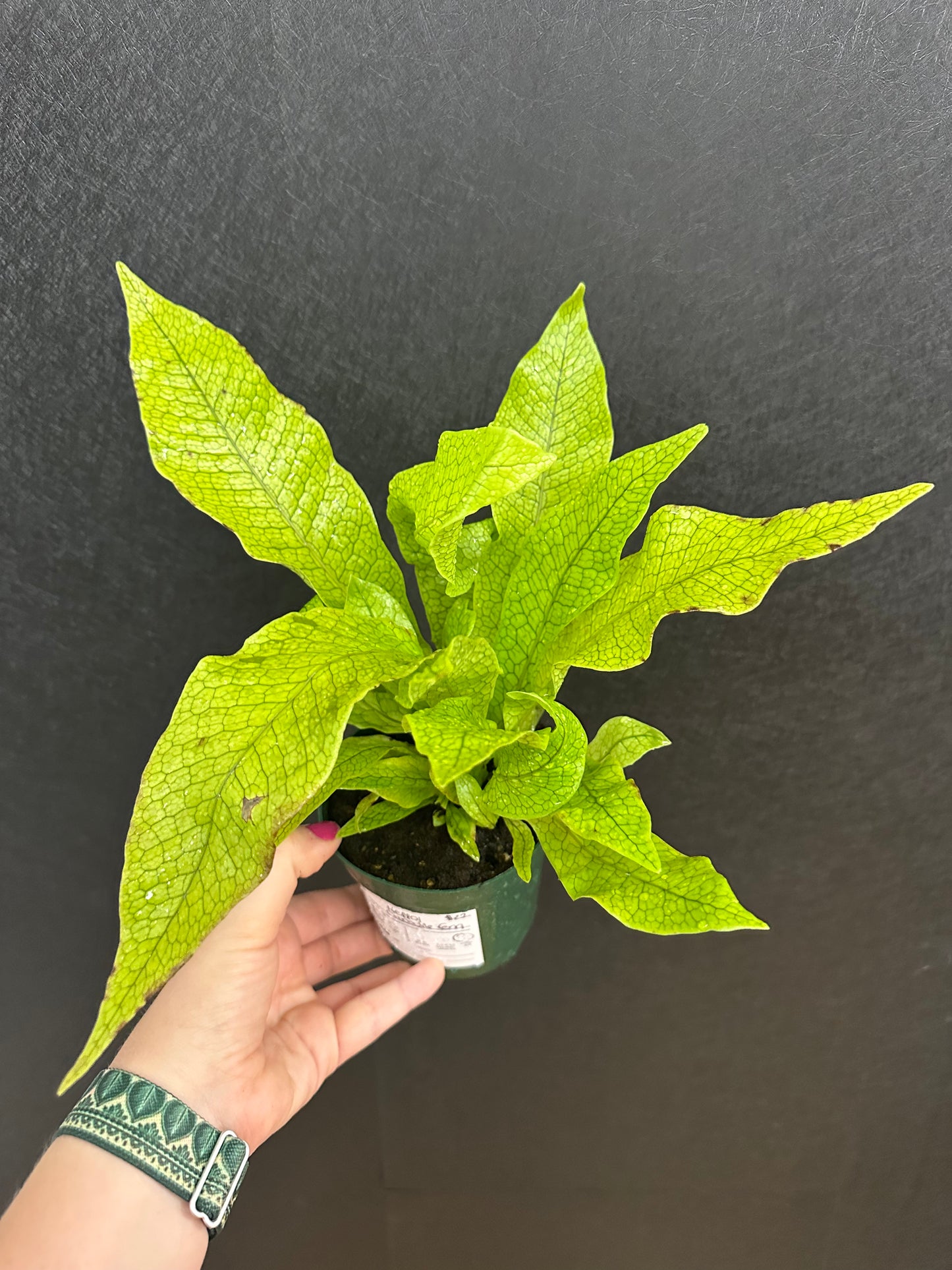 Crocodile Fern 4in
