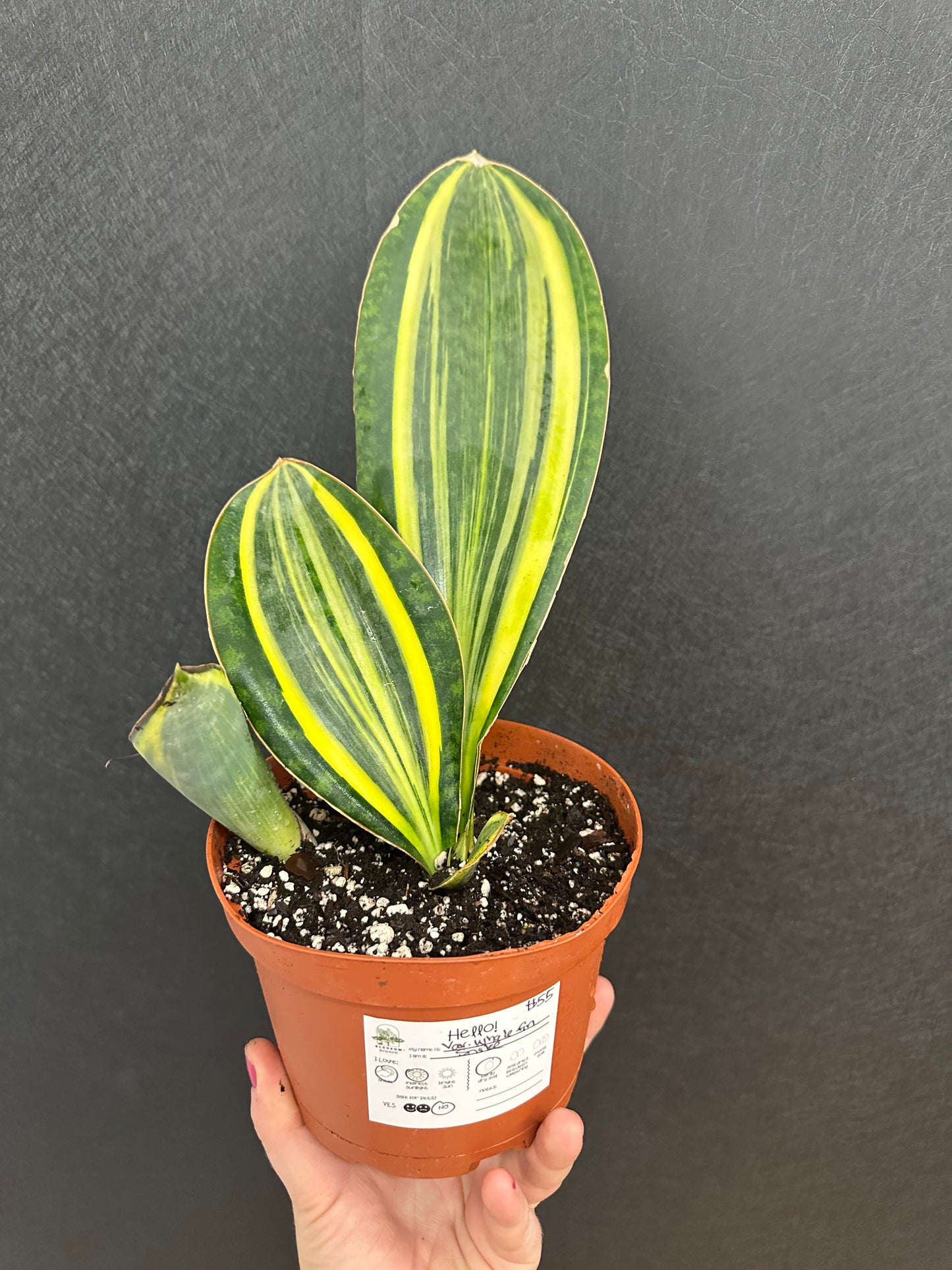 Variegated Whale Fin Snake Plant 6in