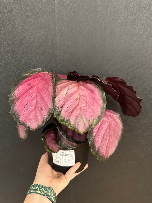 Pink Star Calathea 6in