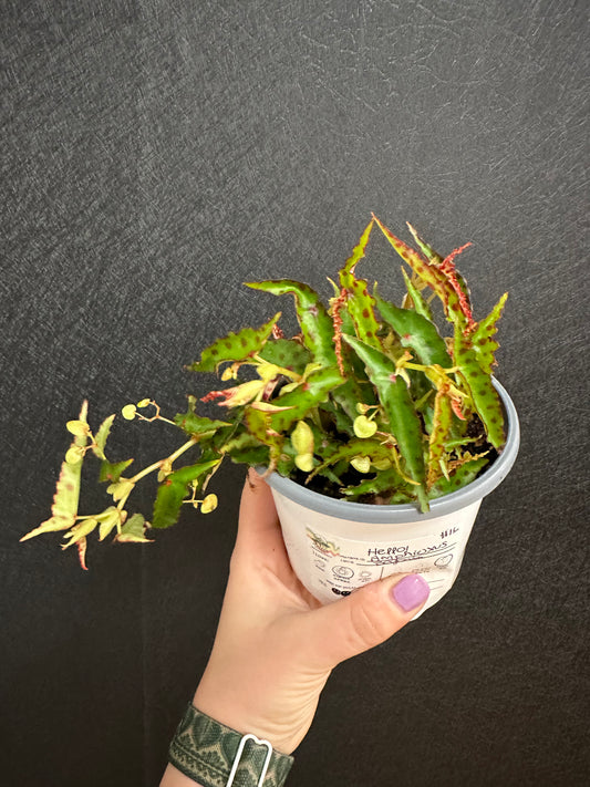 Begonia Amphioxus 4in