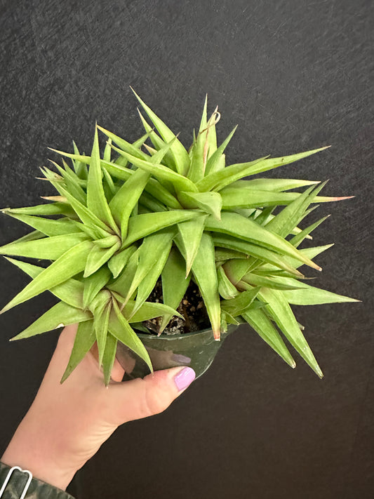 Limifolia Clusters Aloe 4in