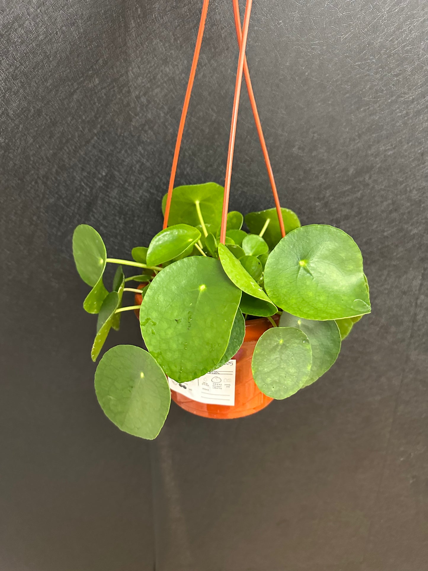 Pilea Pepermonia 6in