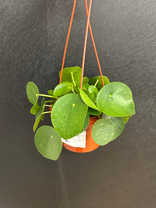 Pilea Pepermonia 6in