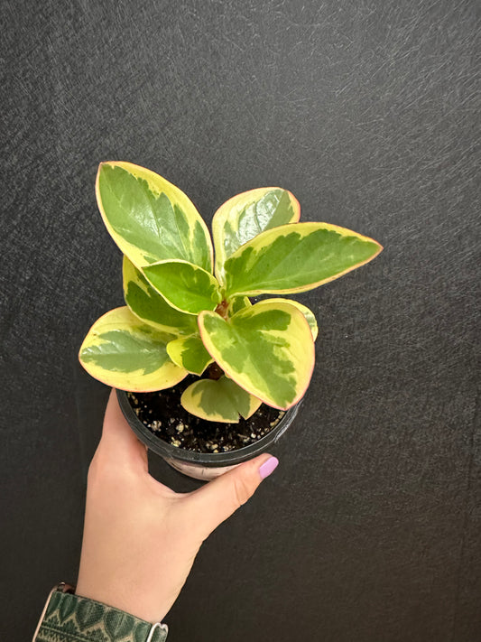 Citrus Twist Pepermonia 4in