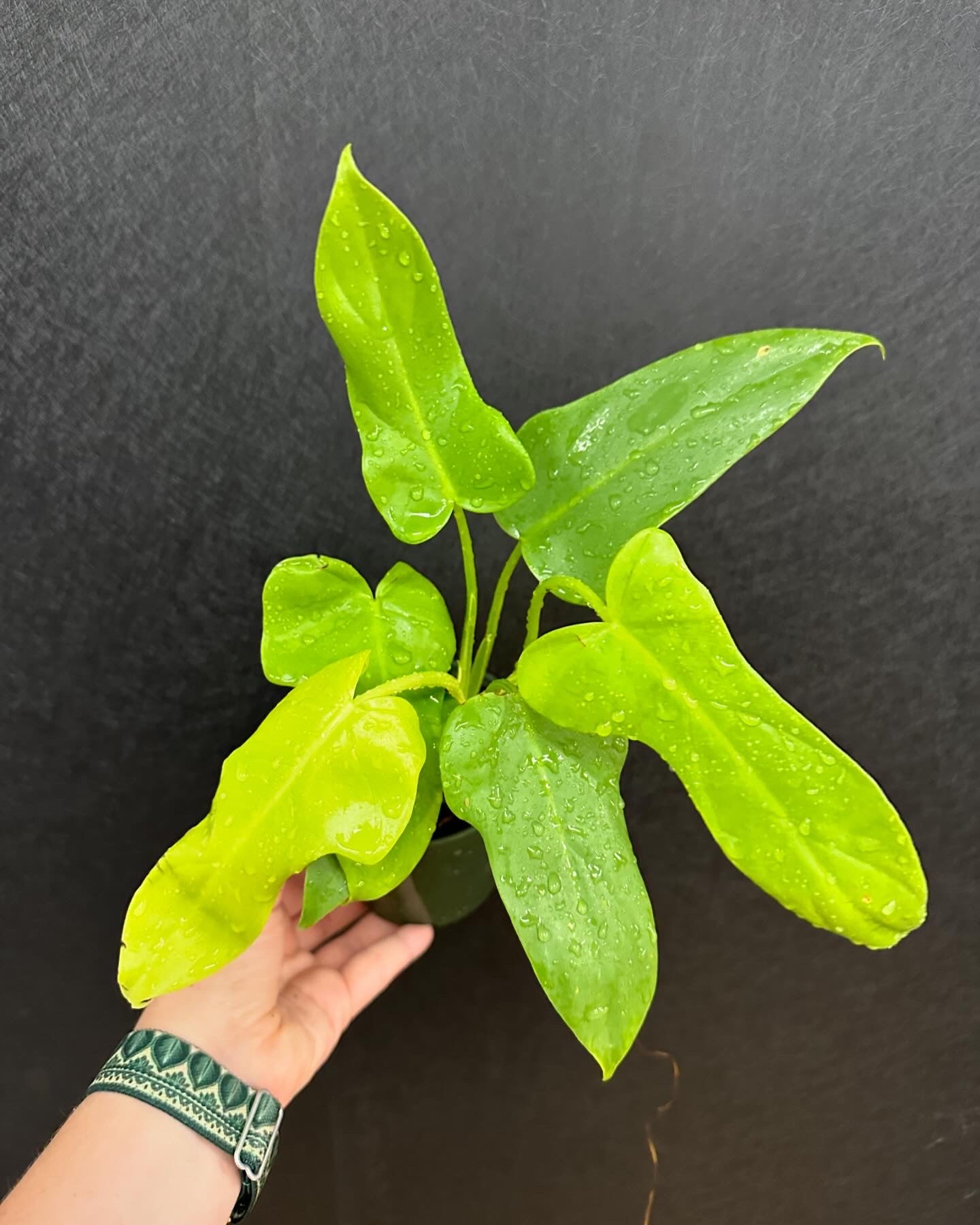 Philodendron Bipennifolium Aurea 4in