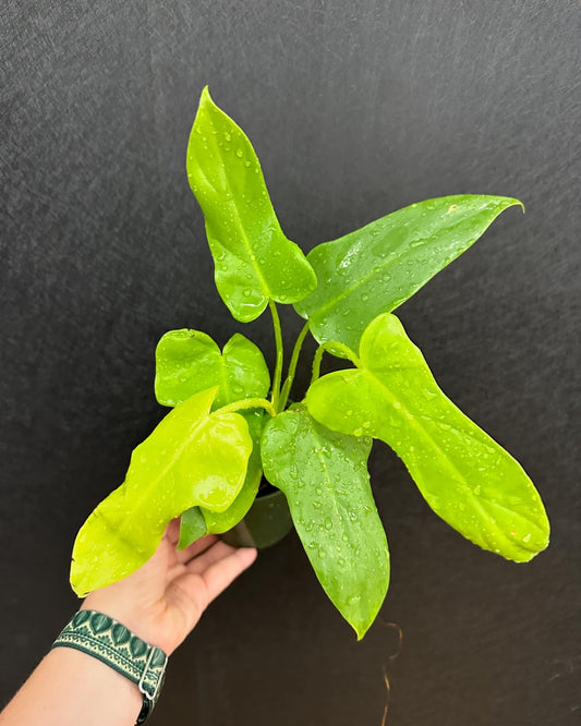 Philodendron Bipennifolium Aurea 4in