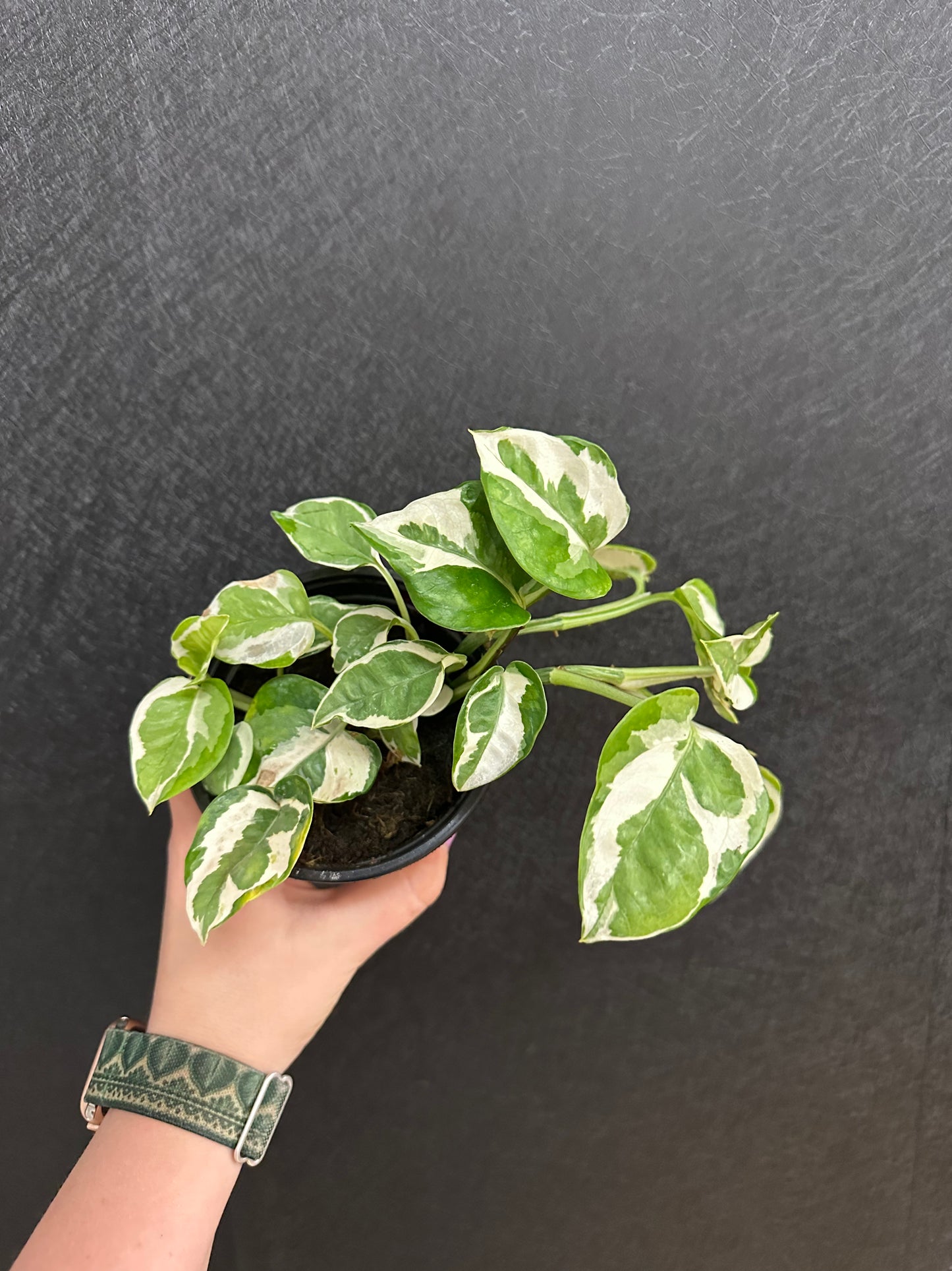 Pearls n Jade Pothos 4in