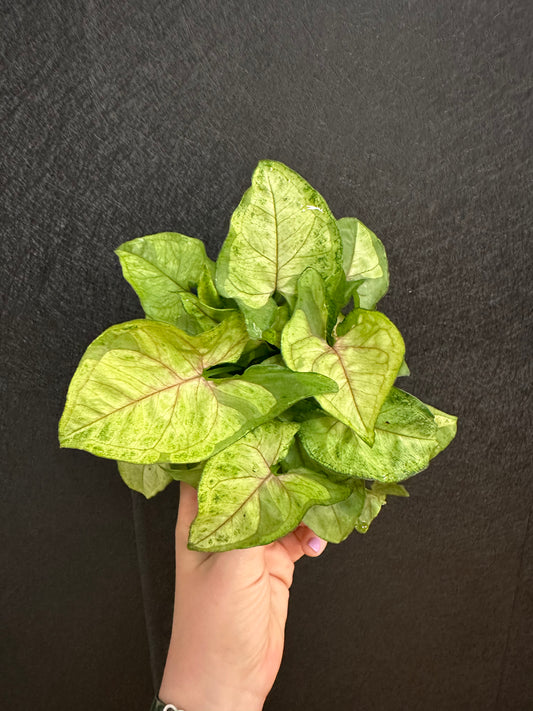 Berry Allusion Syngonium 4in