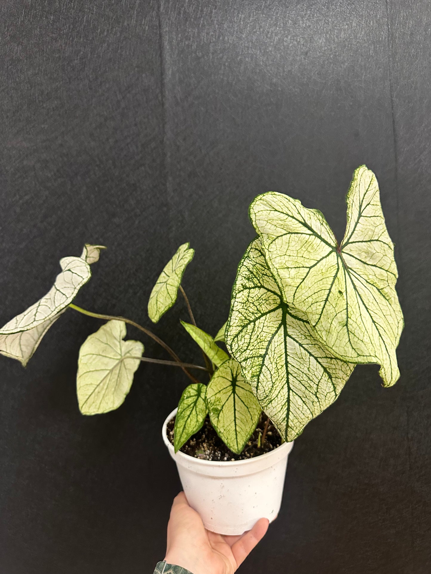 White Angel Caladium 6in
