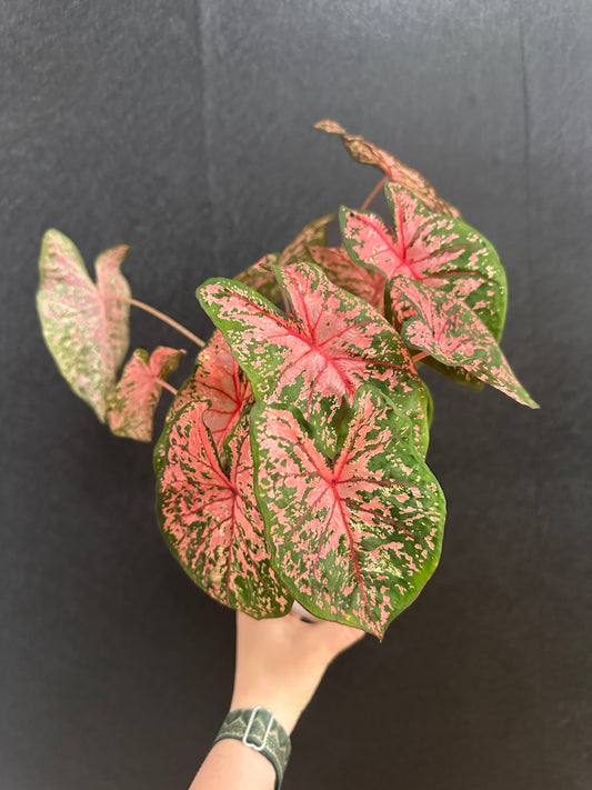 Pink Cloud Caladium 6in