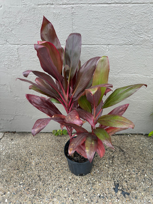 Calypso Queen Cordyline Glauca 8in
