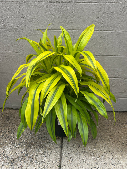 Limelight Dracaena 10in