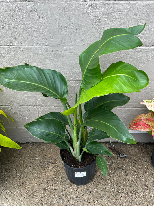 Bird of Paradise 10in