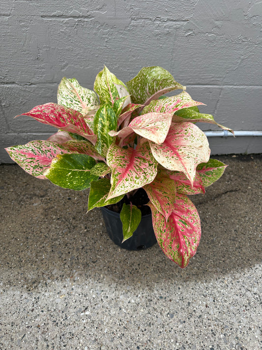 10 Karat Aglaonema 10in