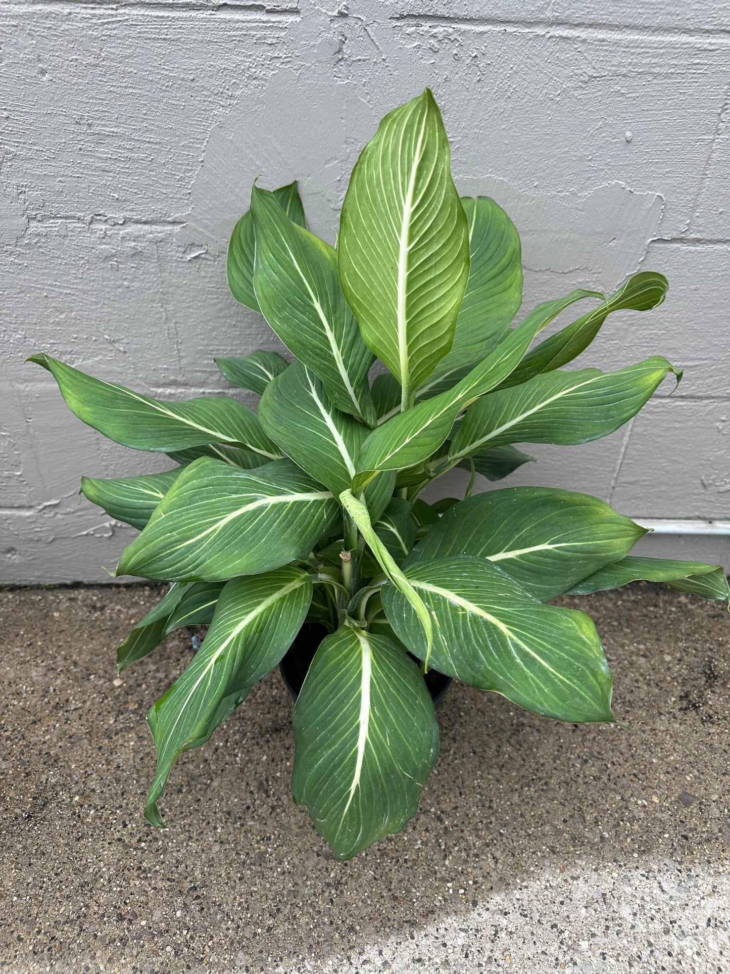 Sterling Diffenbachia 10in