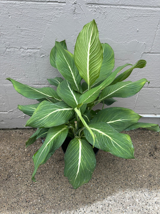 Sterling Diffenbachia 10in