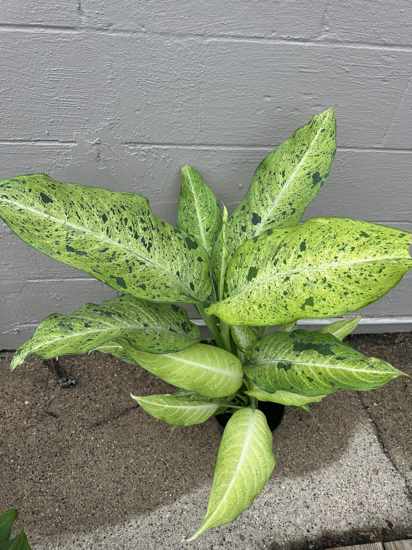 Camouflage Dieffenbachia 10in