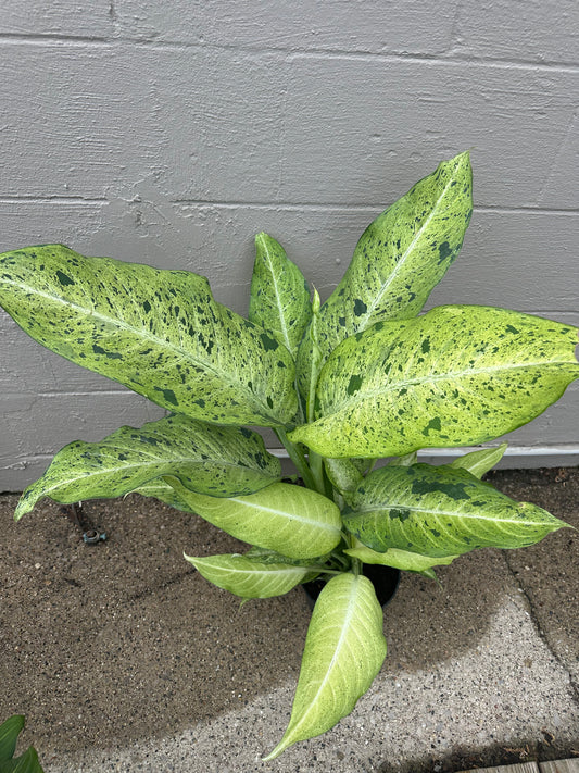 Camouflage Dieffenbachia 10in