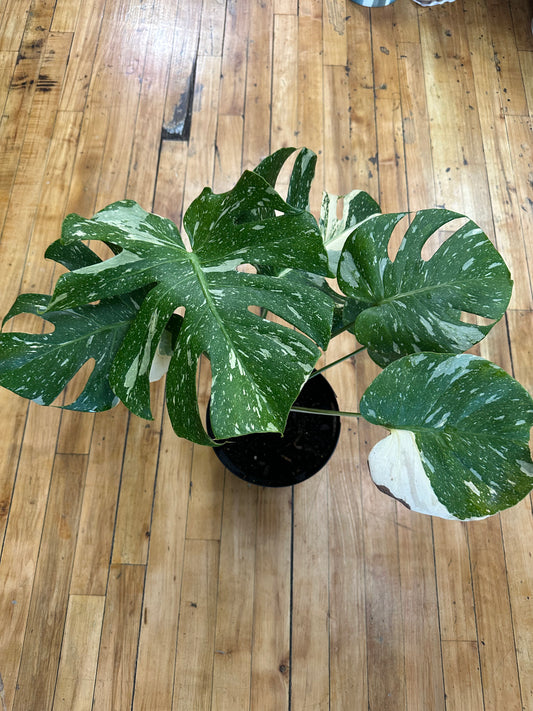 Monstera Thai Constellation 8in pot