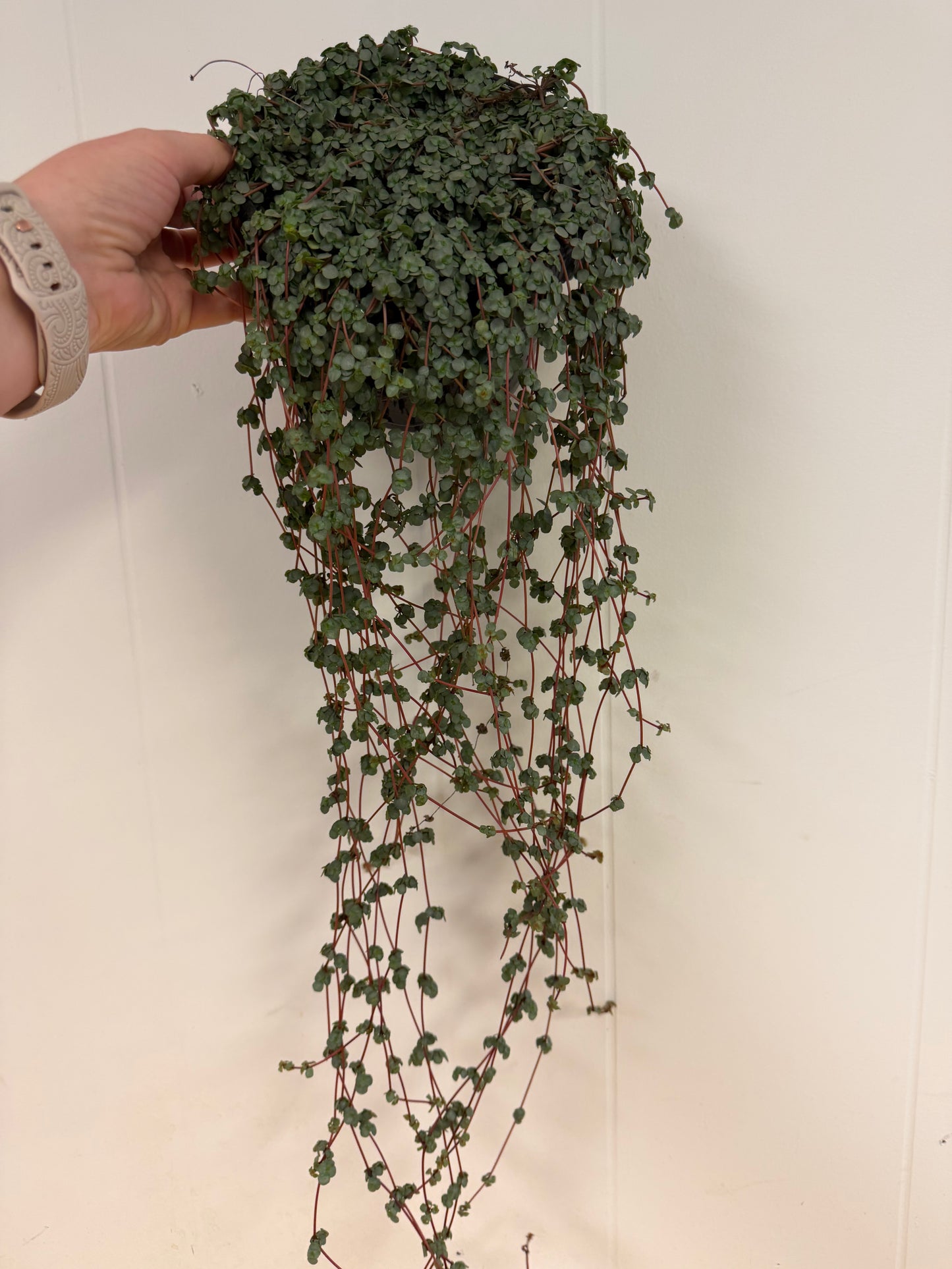 Aquamarine Pilea 6in