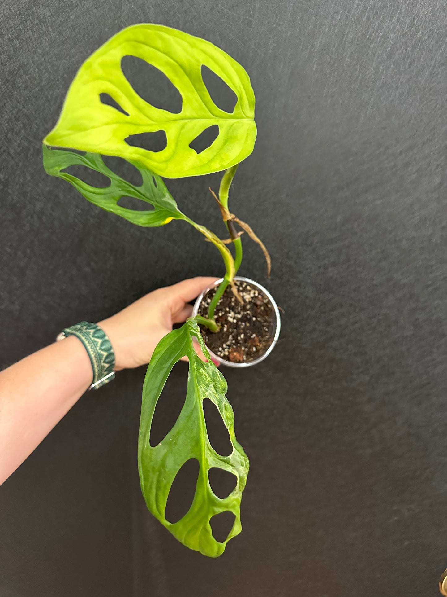 Monstera Adansonii ‘Mint’ 3in