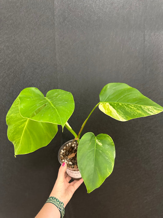 Monstera Aurea Borsinga Small Form 5in