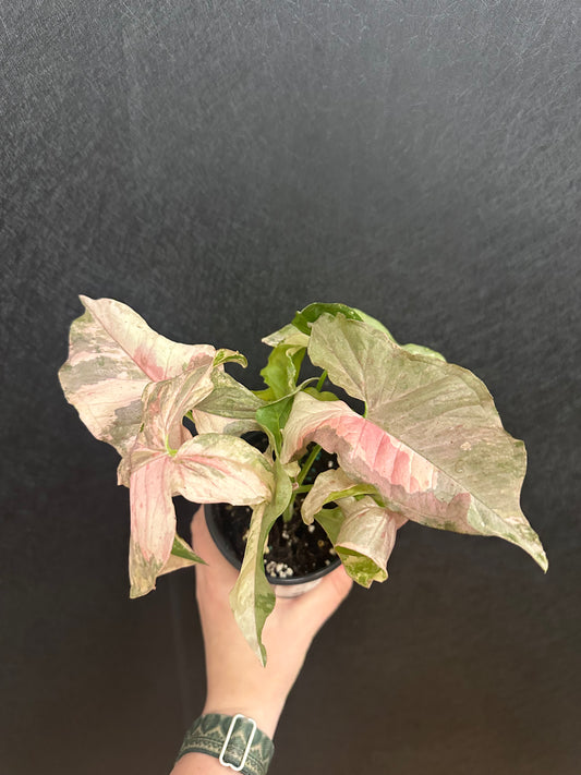 Double Pink Syngonium 4in