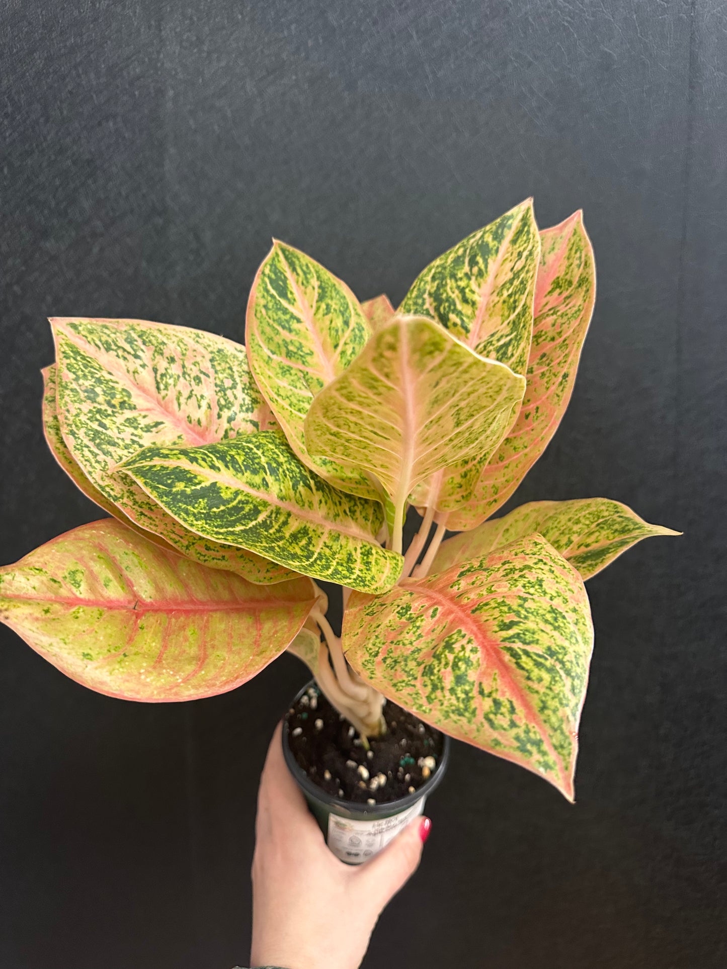 Harley Queen Aglaonema 4in