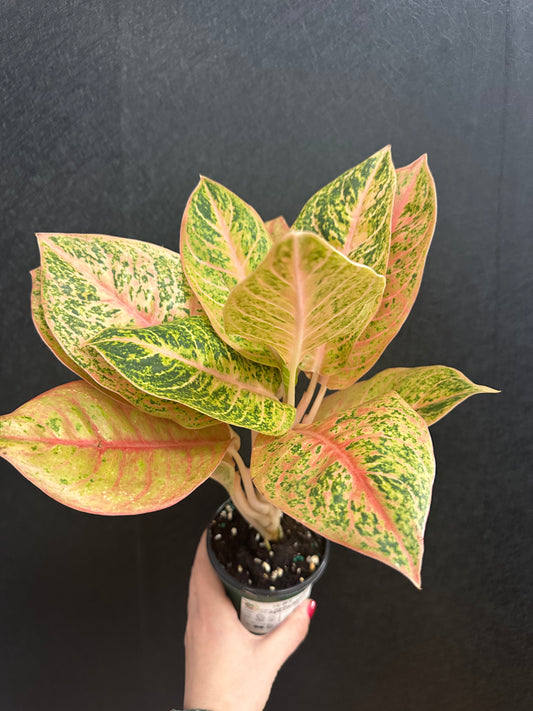 Harley Queen Aglaonema 4in