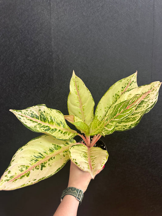 Lucky Aglaonema 4in