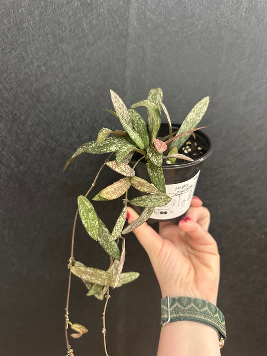 Sigillatis Hoya 4in