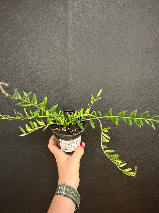 Engleriana Hoya 4in